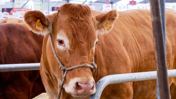 VOLTAÏCA participe au Sommet de l'Élevage 2024 à Cournon d'Auvergne