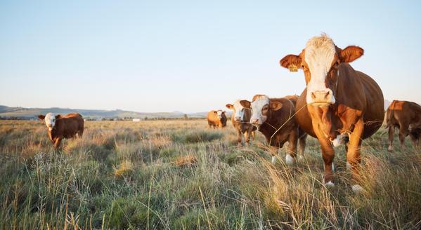 VOLTAÏCA au Salon TechElevage 2024 : Solutions solaires pour l’agriculture